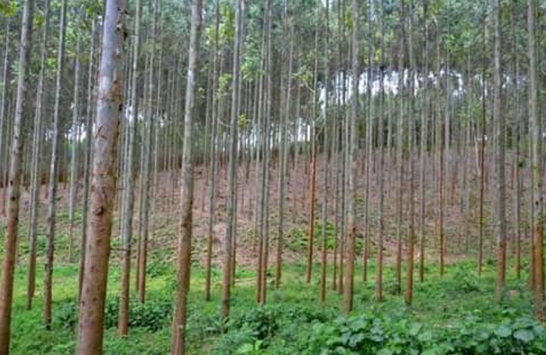 Agape Star Christian School Land Extension