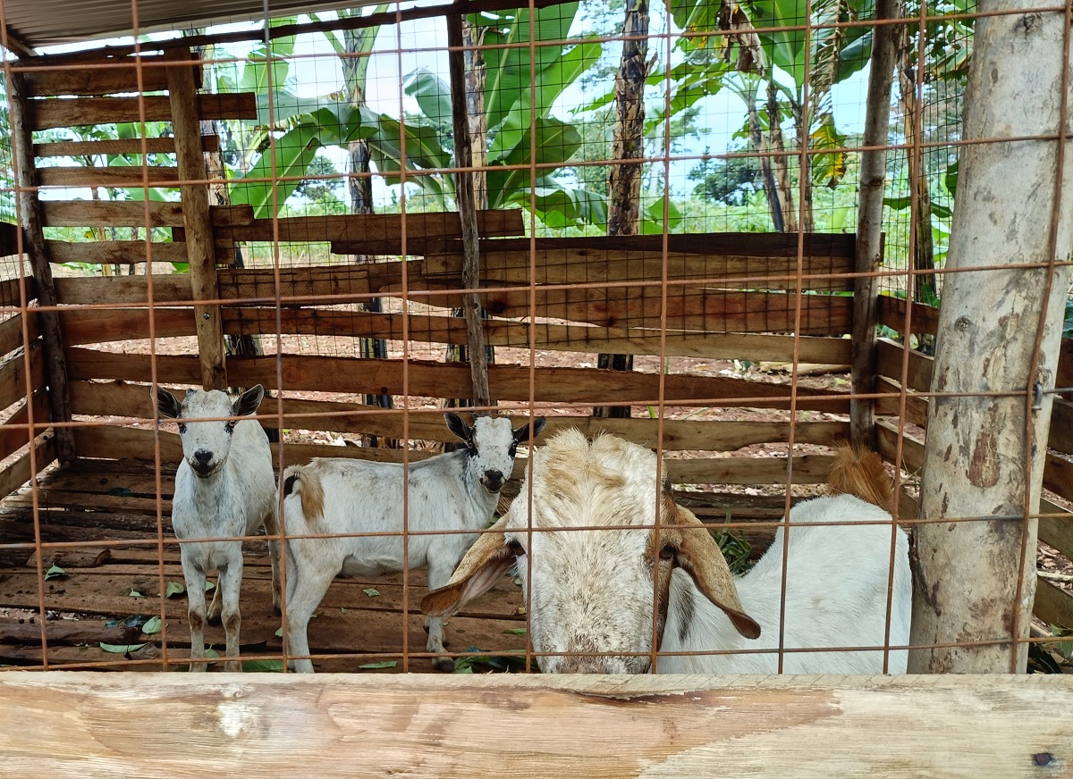 Goats sustainability Project
